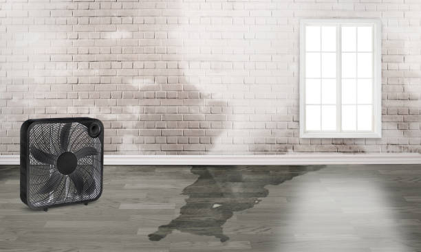 Best Carpet water damage restoration  in Doral, FL